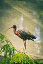 Free stock photo of animal, avian, beak