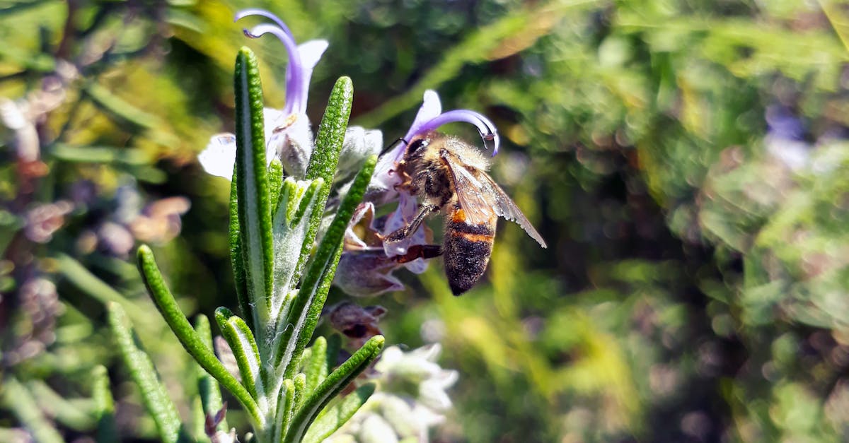 Free stock photo of bee, blooming, rosemary