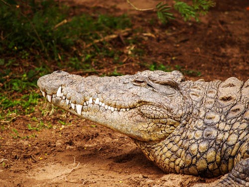 Фотография коричневого крокодила крупным планом