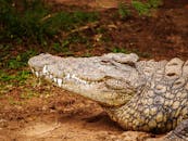 一条鳄鱼闭目休息，露出布满纹理的皮肤和锋利的牙齿