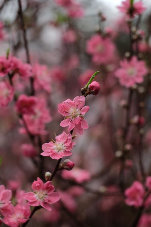 Free Captivating close-up of pink blossoms, perfect for nature lovers and springtime themes. Stock Photo