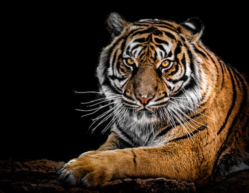 Фотография тигра крупным планом