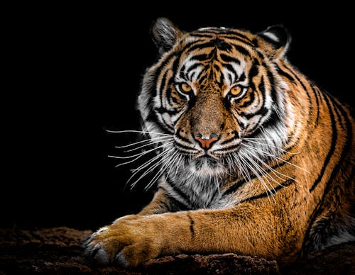 Free Close-Up Photography of Tiger Stock Photo