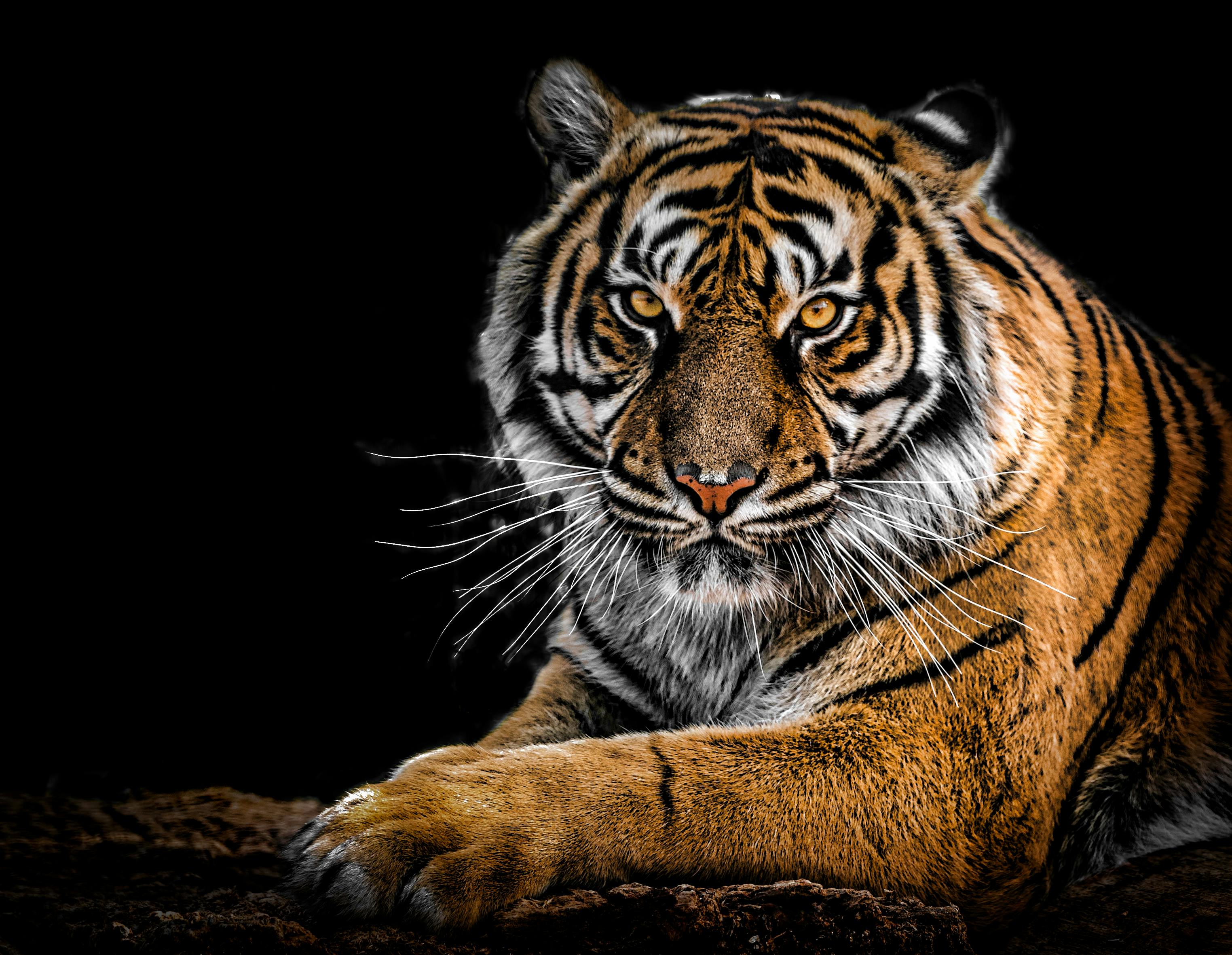Mời tải về Hình nền con hổ cực đẹp cho máy tính Trường THPT Phạm Hồng Thái