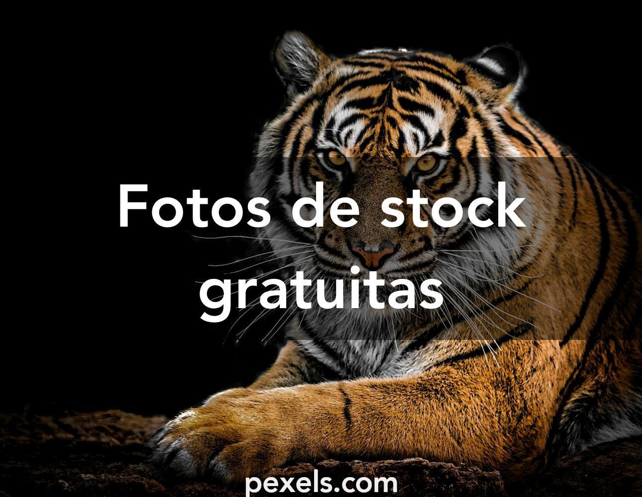 912+ Fotos y Imágenes de Tigre Gratis · Banco de Fotos Gratis
