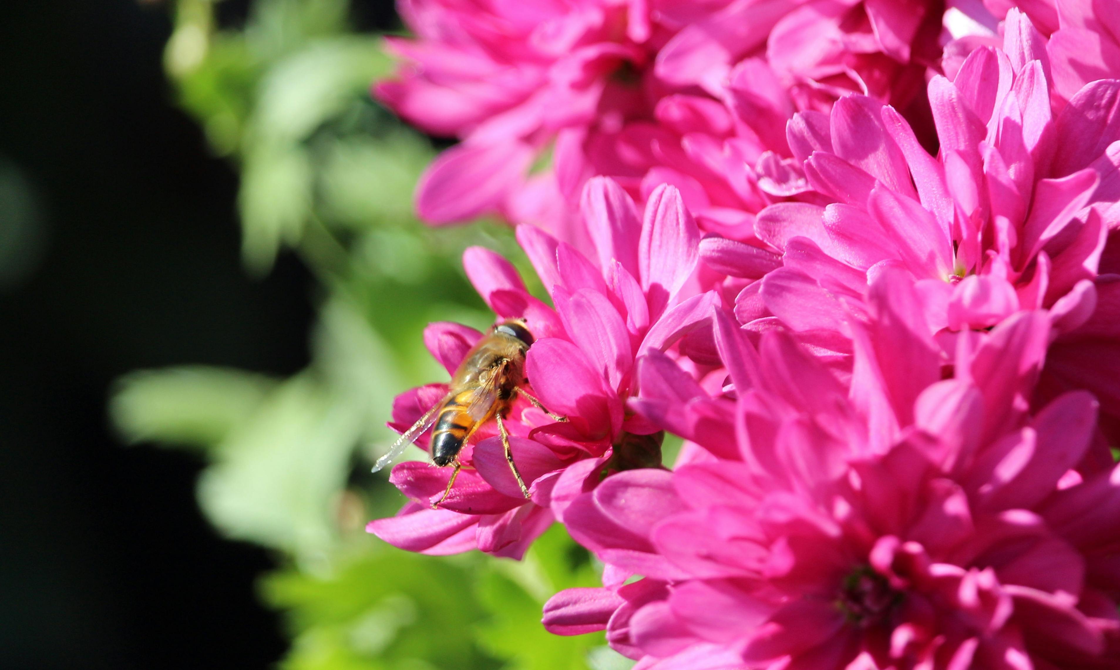 Close-up of ski edges carving turns on icy snow