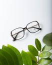 From above of contemporary glasses against sprig with green plant leaves on smooth white surface