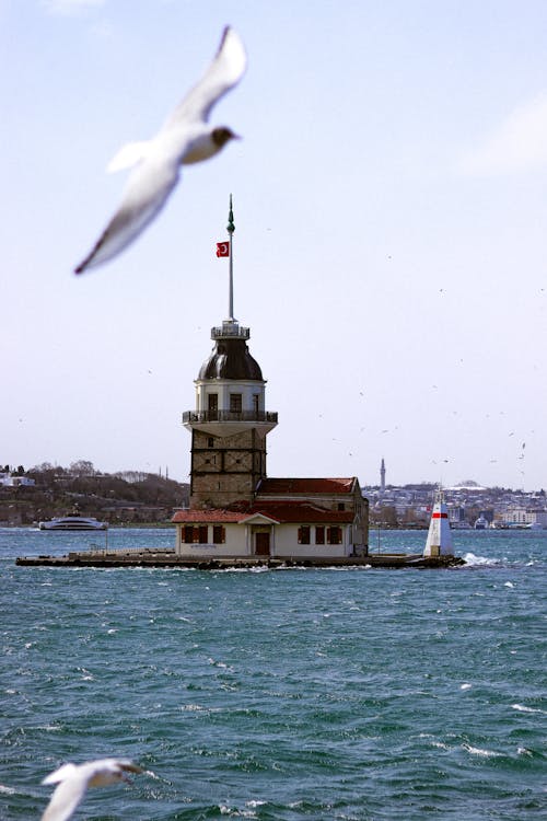 Seagulls and Lighthouse on Water