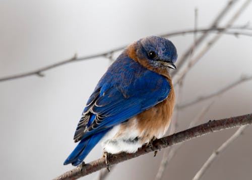 Fotografia Małego Niebieskiego I Brązowego Ptaka