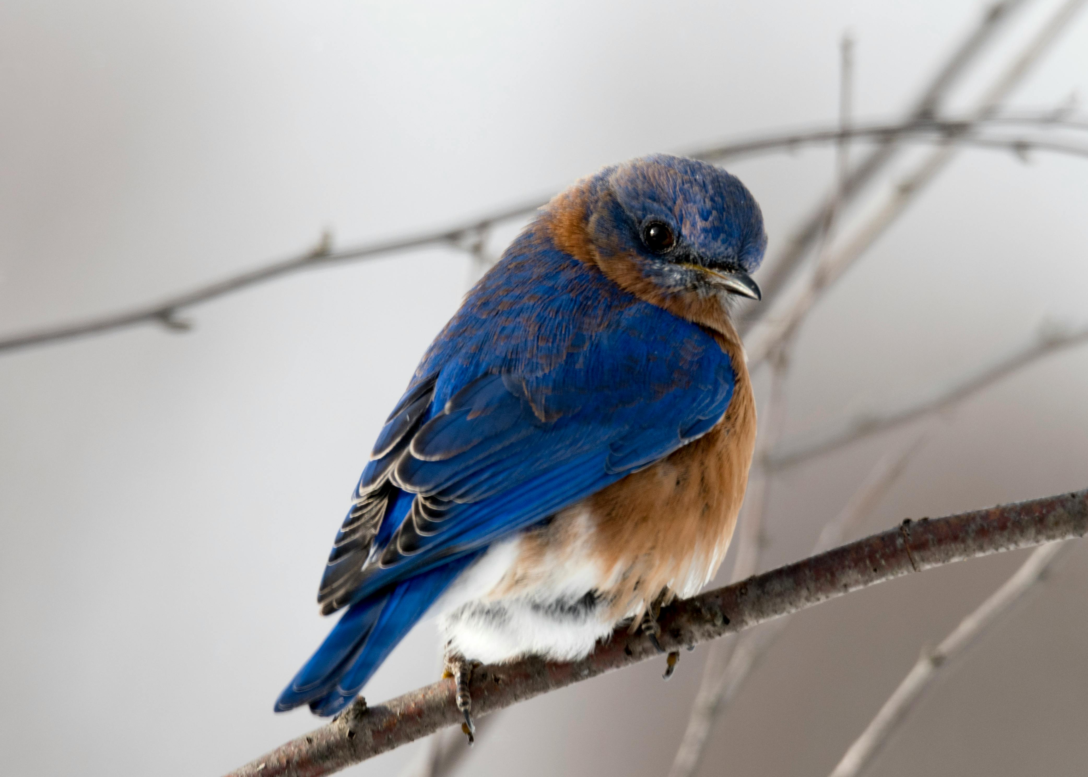 Little Blue Bird Stock Photo, Picture and Royalty Free Image