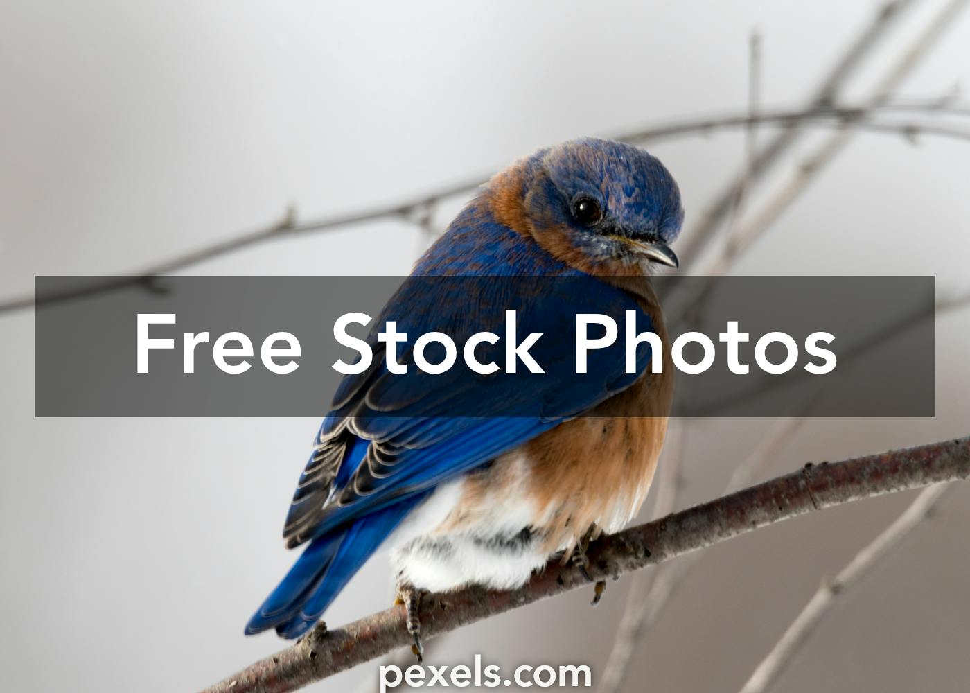 3,200+ Cute Blue Bird Stock Photos, Pictures & Royalty-Free Images