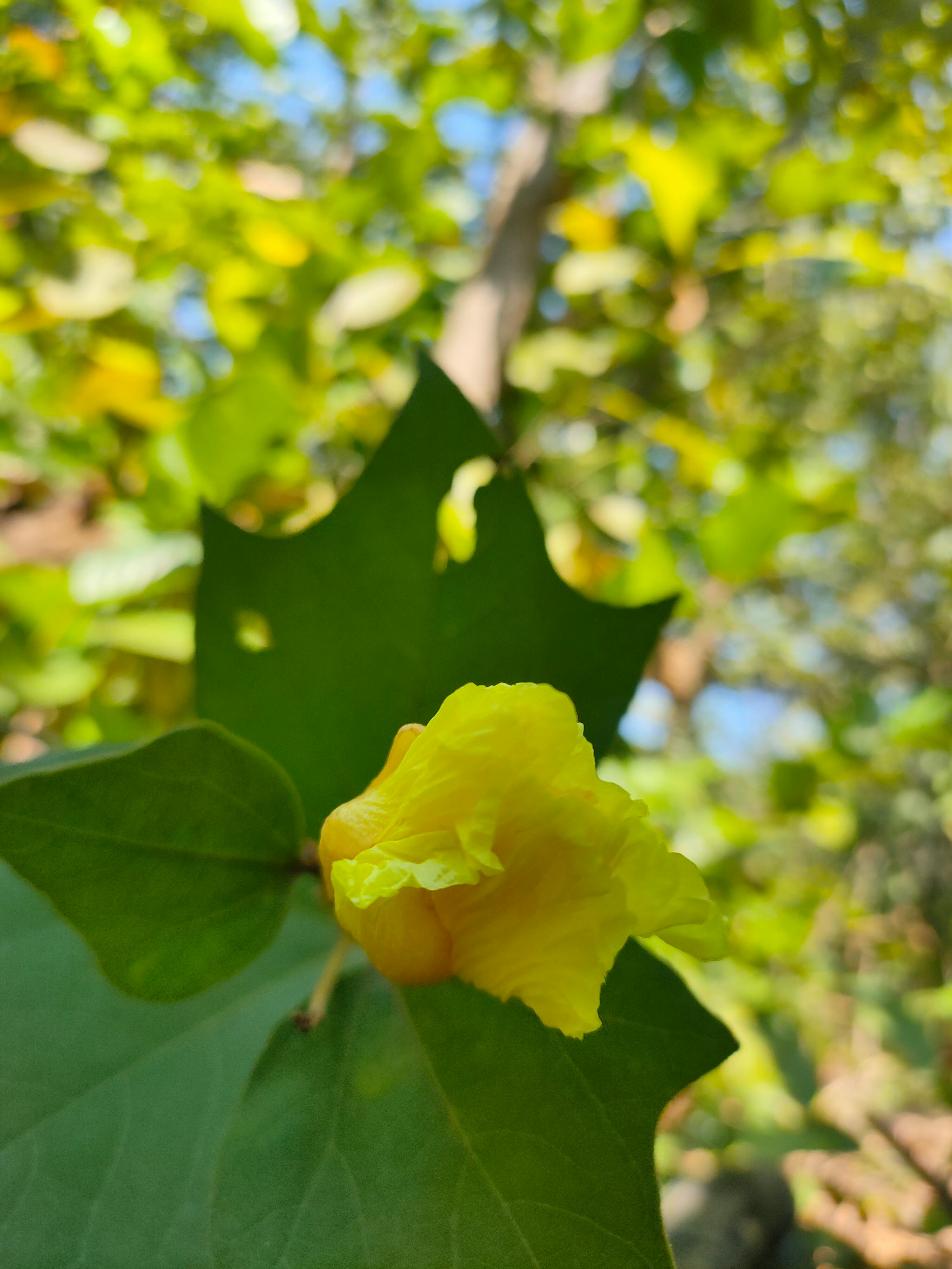 TikTok / LinkedIn / Snapchat