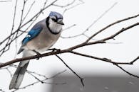 在清晰的冬季背景下，一只引人注目的蓝色松鸦停在光秃秃的树枝上，展示着它鲜艳的羽毛