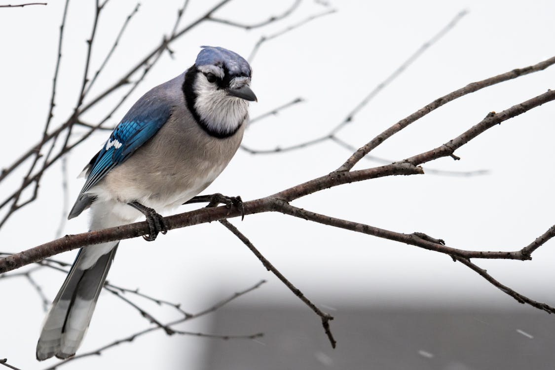 Fotografia De Pássaro Azul E Cinza