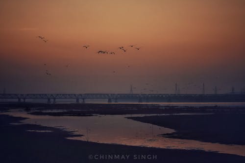 Darmowe zdjęcie z galerii z nabrzeże, ptaki, zachód słońca