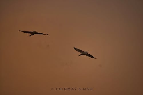 Free stock photo of birds, goldenhour