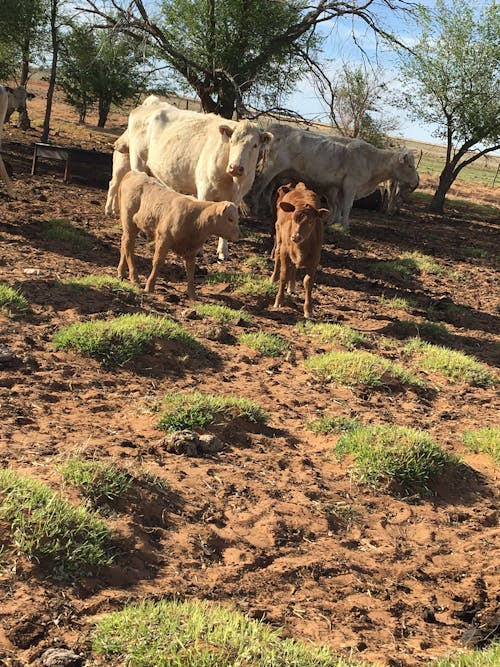 Foto d'estoc gratuïta de animal de granja, ranxo, vaca