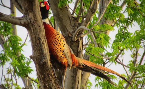 Free stock photo of golden pheasant, pheasant