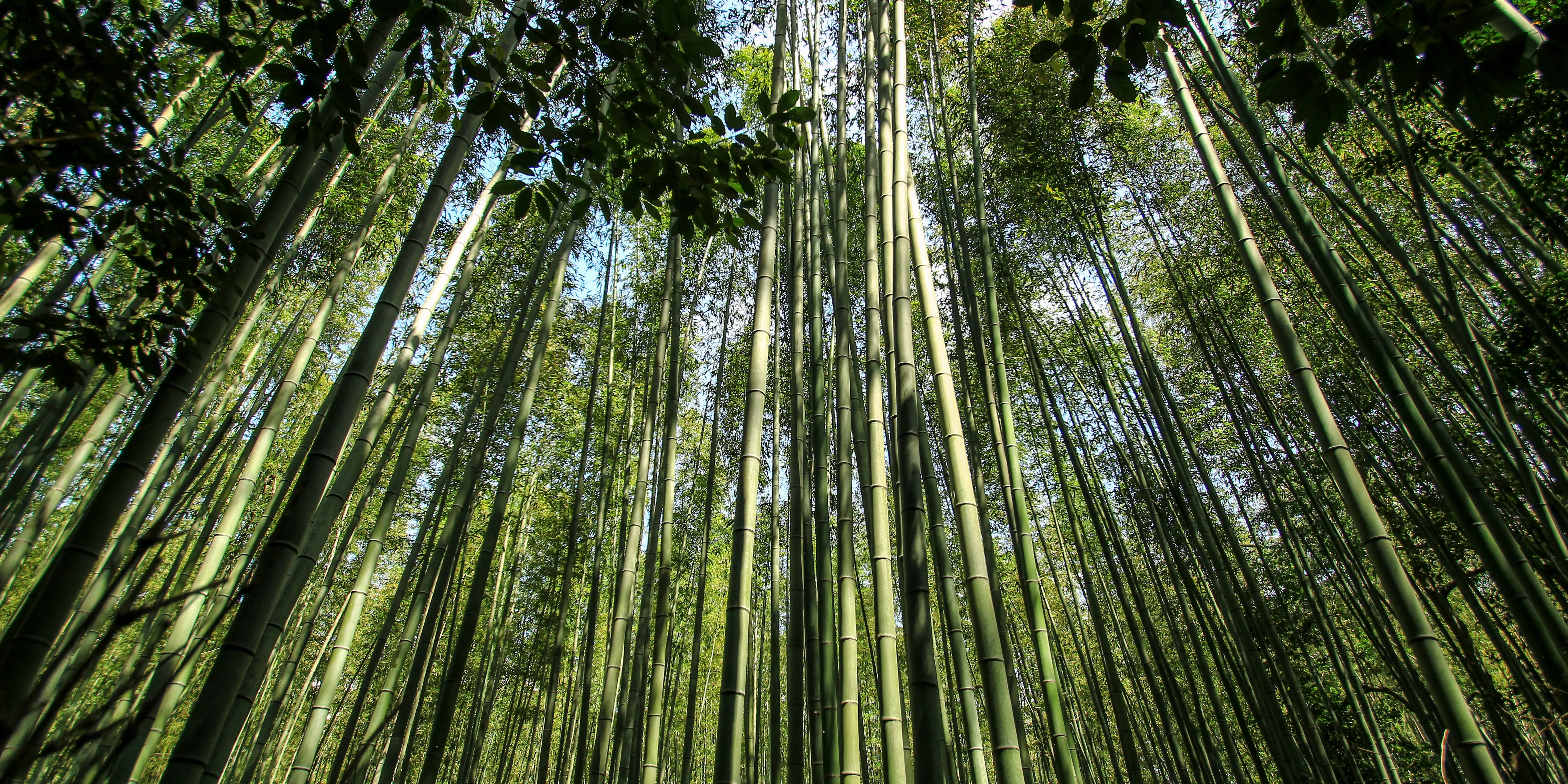 Arashiyama Bamboo Grove & Zen Garden Dawn Walk