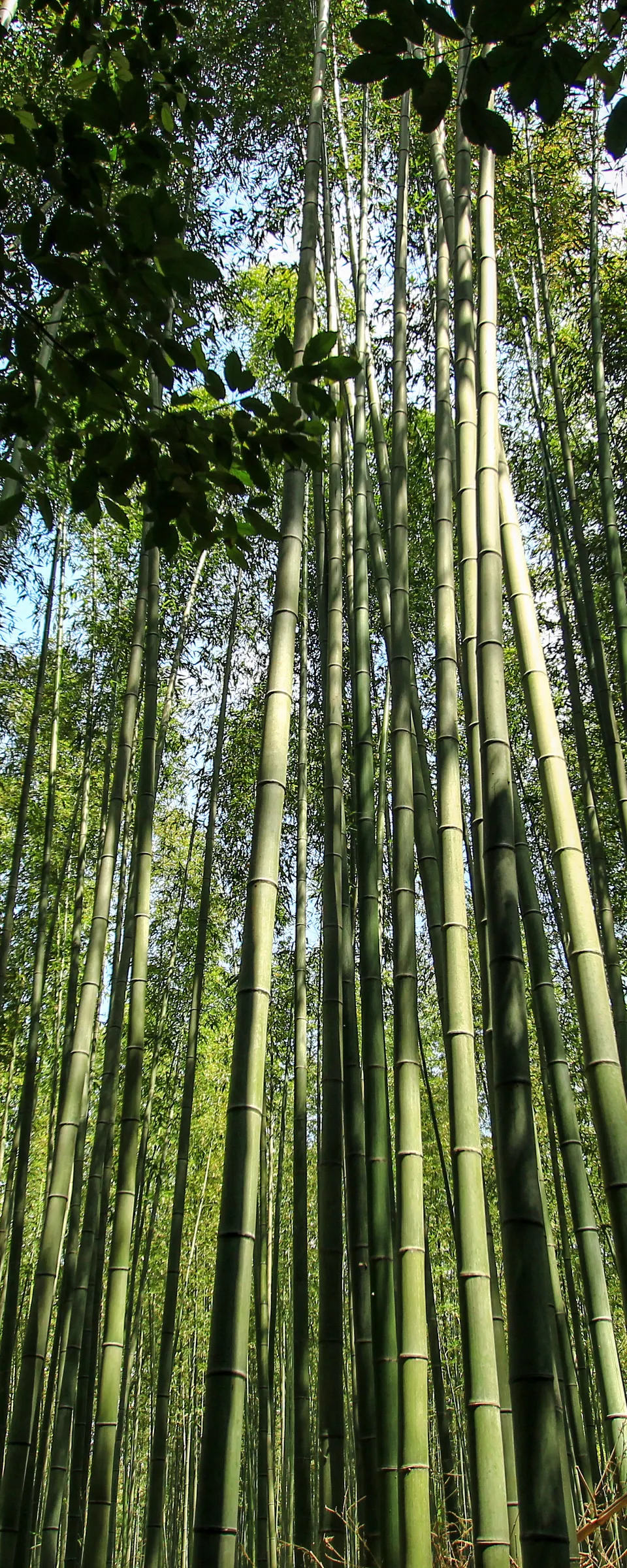 Arashiyama Bamboo Grove & Zen Garden Dawn Walk