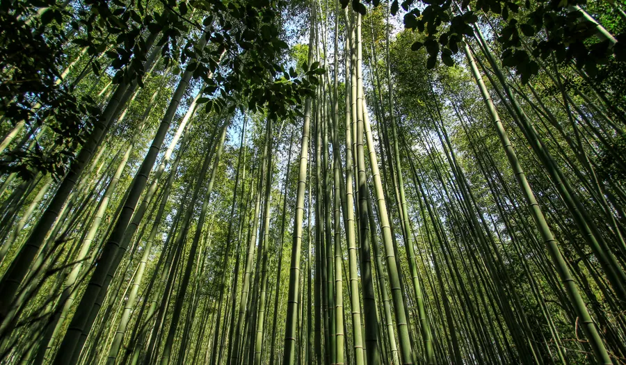 Forêt de bambous d'Arashiyama