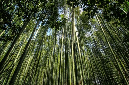 Free Explore the serene bamboo forest in Kyoto, Japan, capturing the essence of nature's tranquility. Stock Photo