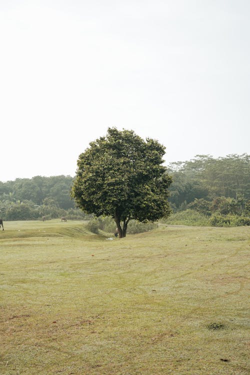 Kostenloses Stock Foto zu baum, feld, gras