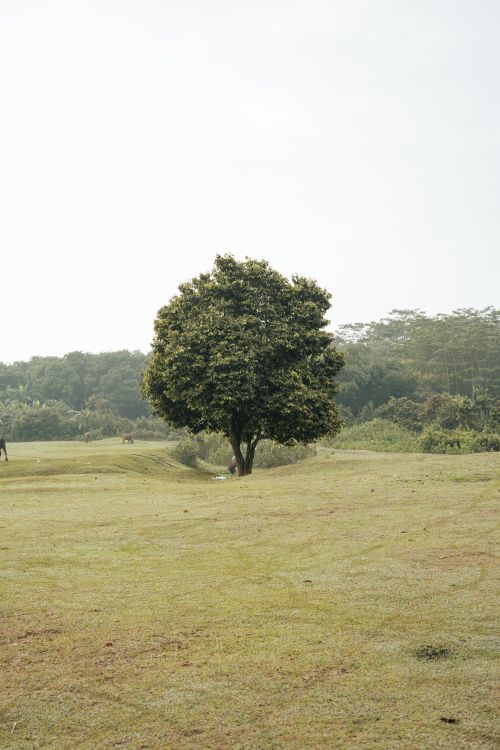 Free A solitary tree stands in a vast green field, exuding calm and tranquility. Stock Photo