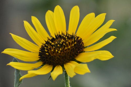 Free stock photo of sunflower, yellow
