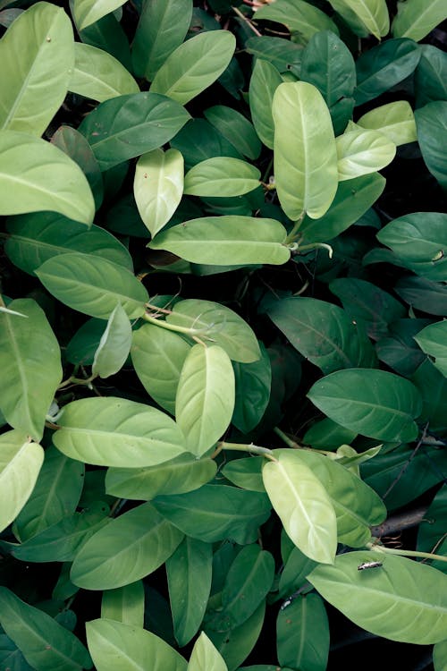 Free A Plant With Green Leaves Stock Photo