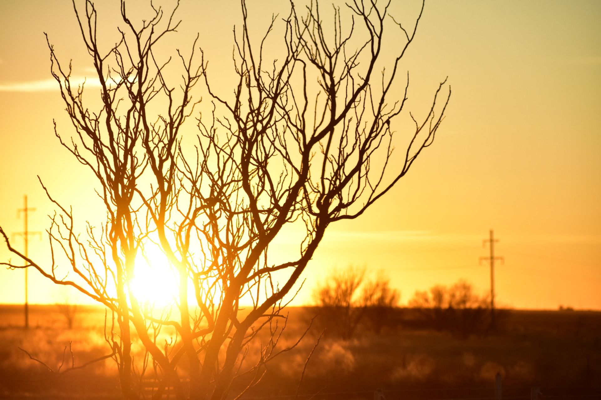 Silhouette of barren tree branches against a vivid sunset, creating a serene landscape view.