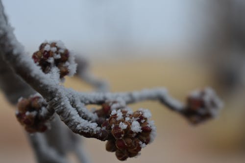 Free stock photo of frost, frosty, limb