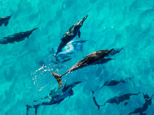 Drone view of dolphins swimming together in blue clear water of transparent sea