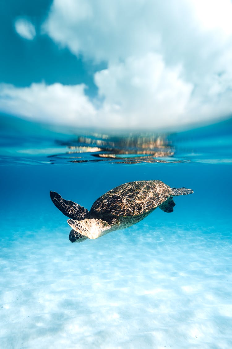 Turtle Swimming In Blue Clear Sea