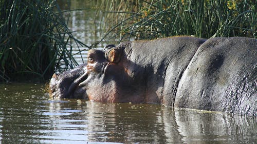 afrika safarisi, su aygırı, su aygırları içeren Ücretsiz stok fotoğraf