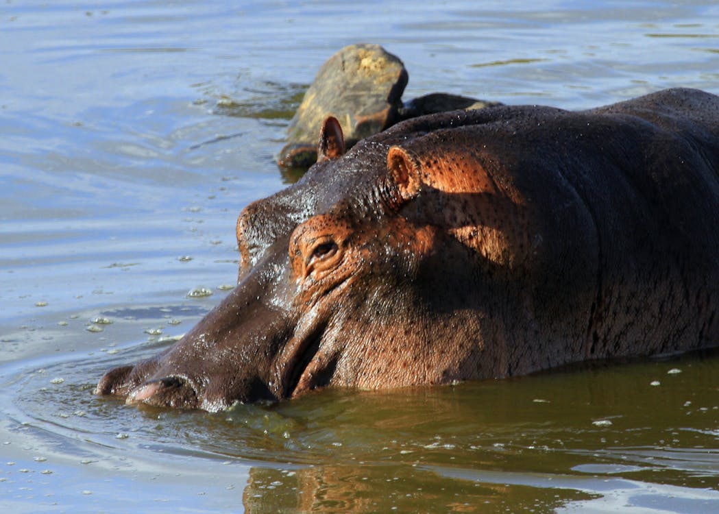 Free stock photo of hippo with bird, hippopotamus, hippos