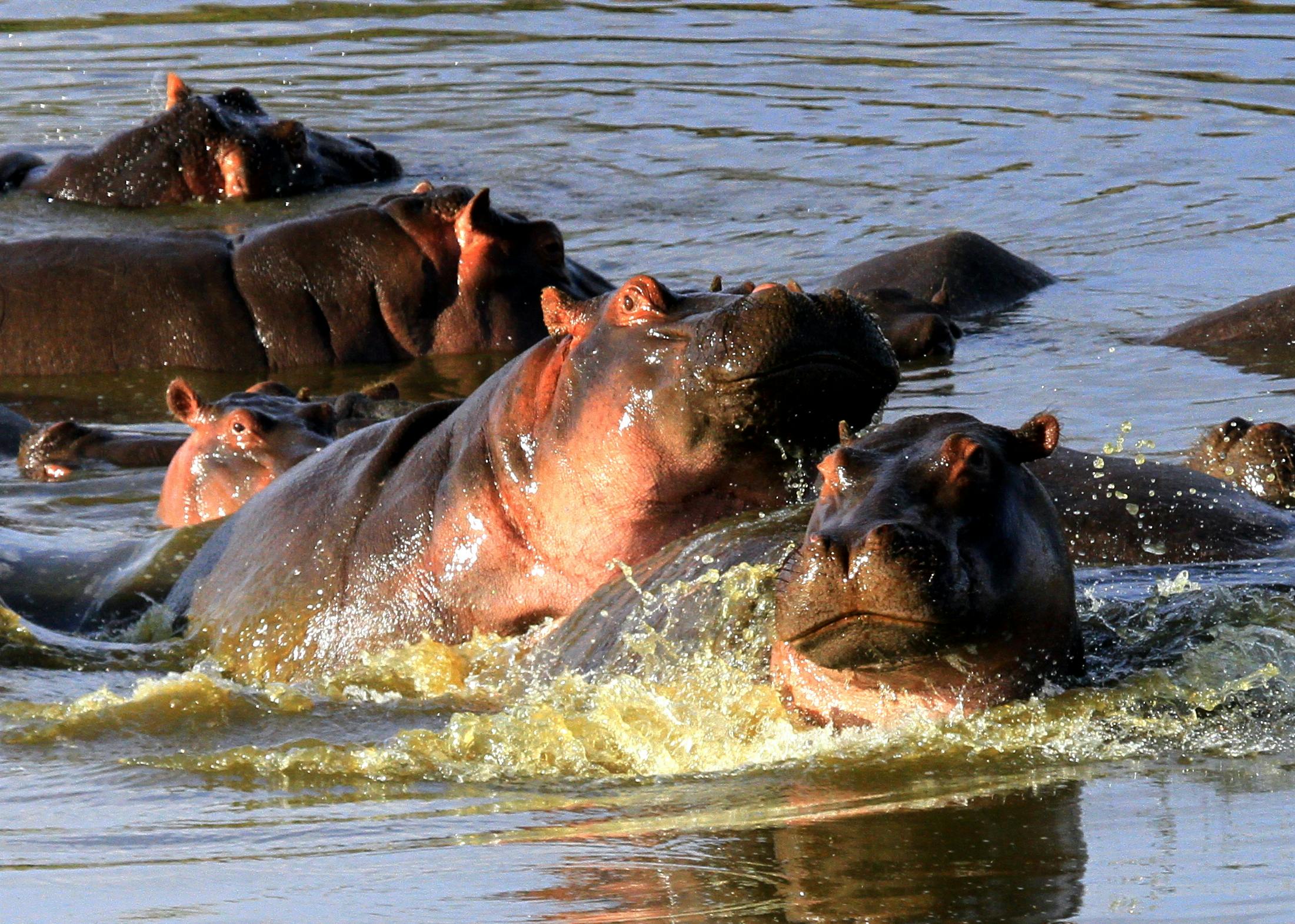 Free stock photo of hippo with bird, hippopotamus, hippos