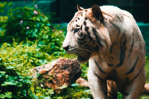 Free Close-up of a white Bengal tiger prowling through lush vegetation in a natural habitat. Stock Photo