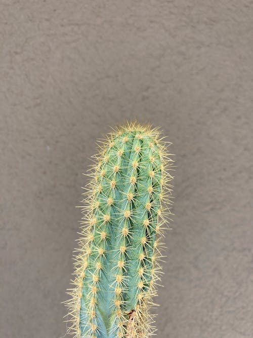 Gratis stockfoto met cactus, detailopname, plant fotografie