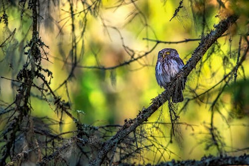 Owl Perched on Tree Branch