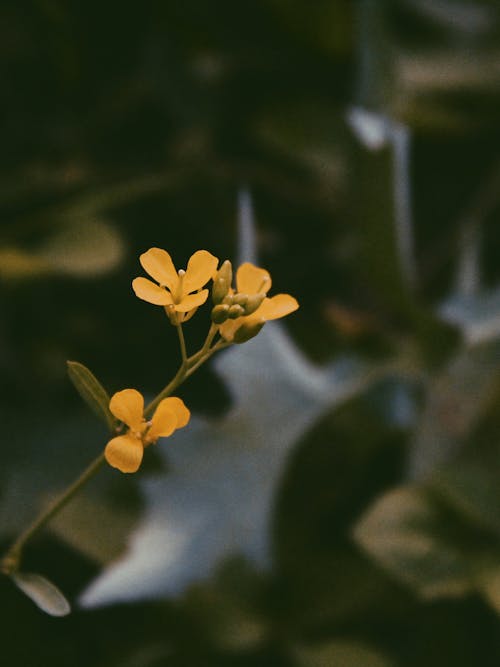 Free Soft-focus Photography of Yellow Petaled Flowers Stock Photo