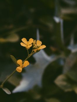 一朵黄色花朵盛开的特写，背景自然模糊，凸显了自然之美