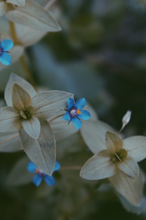 蓝色和灰色的花的特写照片