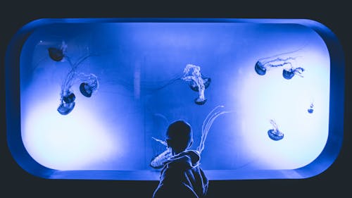 Free Boy Standing in Front Of Jelly Fish Aquarium With Purple Light Stock Photo