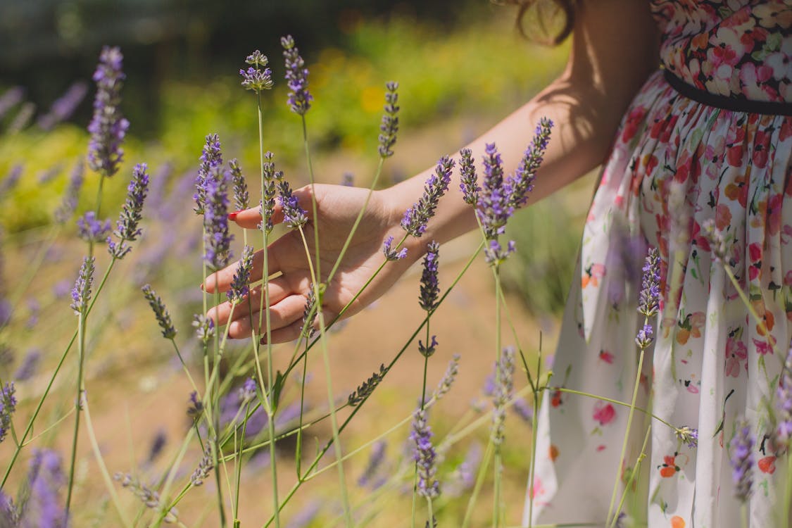 Fotografía De Enfoque Superficial De Flores Púrpuras