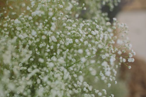 白色花瓣花的特写照片