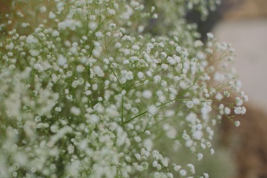 Close-up of blooming Baby's Breath flowers with soft focus, showcasing nature's delicate beauty.