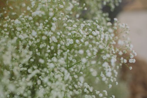 Free Close-up of blooming Baby's Breath flowers with soft focus, showcasing nature's delicate beauty. Stock Photo