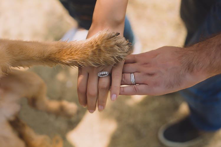 Two Person With Rings On Ring Fingers