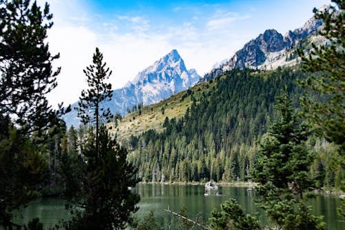 Lush Green Trees on Mountain